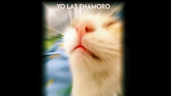 El gato kcheraso pe de sjl se corre en todas las ñofis