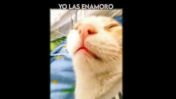 El gato kcheraso pe de sjl se corre en todas las ñofis