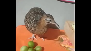 Brasileiro thumbnail