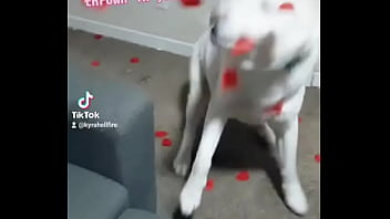 Bash is fluffing tired of #valentinesday