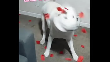 Bash is fluffing tired of #valentinesday