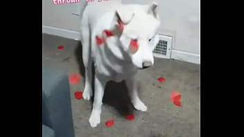 Bash is fluffing tired of #valentinesday