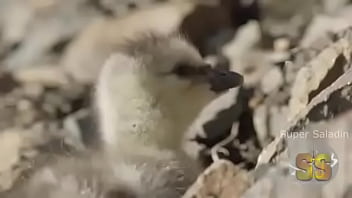 Video bokep part 52556665