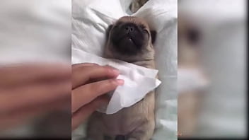 Puppy compilation 92