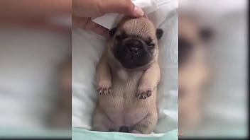 Puppy compilation 92