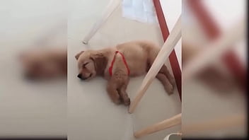 Puppy compilation 92