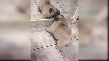 Puppy compilation 92