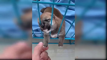 Puppy compilation 92