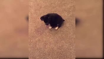 Puppy compilation 92