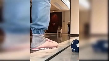 Puppy compilation 92