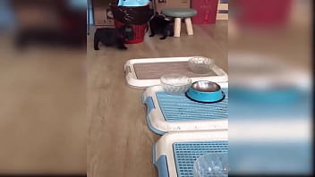 Puppy compilation 92