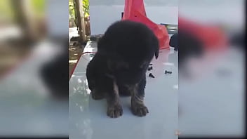 Puppy compilation 92 Puppy compilation 92