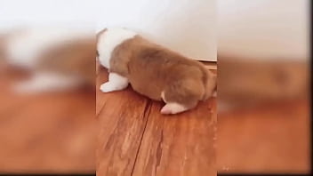 Puppy compilation 92