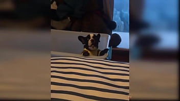 Puppy compilation 92