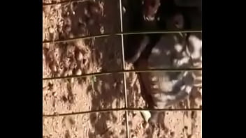 Otakinhos vendo tartugas fodendo gostoso