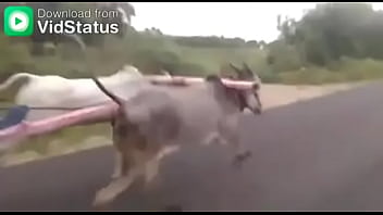 Video bokep part 44001485