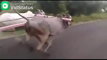 Video bokep part 44001485