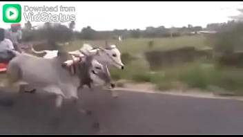 Video bokep part 44001485