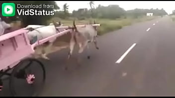 Video bokep part 44001485