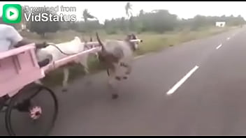 Video bokep part 44001485