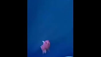 Minina Brancando thumbnail