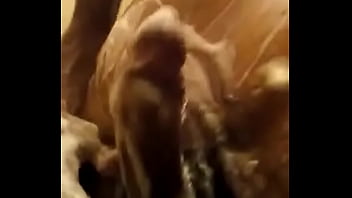 La Verga Del Mayate De Ocuilzapotlan thumbnail