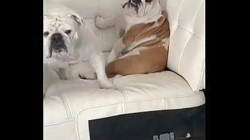 No creeras cuanto vale este nft