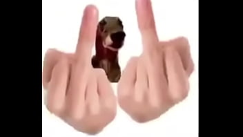 Cachorro filho da puta