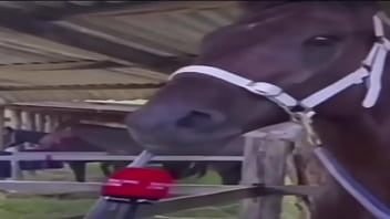 Vídeo de verificación