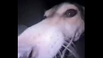 Видео для верификации