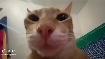 Ayuda a llegar a los 100 seguidores