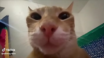 Ayuda a llegar a los 100 seguidores