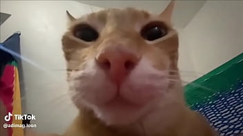 Ayuda a llegar a los 100 seguidores