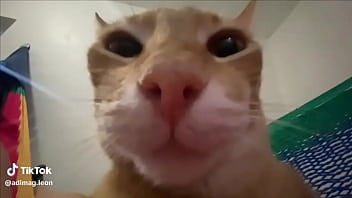 Ayuda a llegar a los 100 seguidores