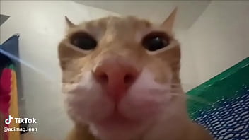 Ayuda a llegar a los 100 seguidores