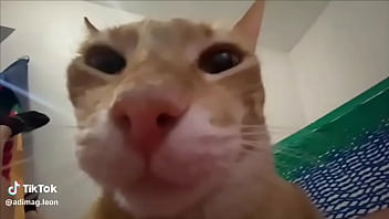 Ayuda a llegar a los 100 seguidores