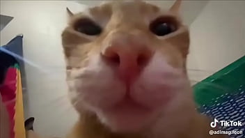 Ayuda a llegar a los 100 seguidores