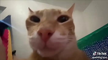 Ayuda a llegar a los 100 seguidores