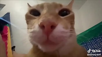 Ayuda a llegar a los 100 seguidores