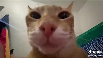 Ayuda a llegar a los 100 seguidores