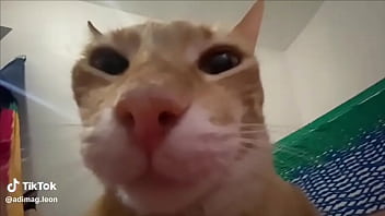 Ayuda a llegar a los 100 seguidores