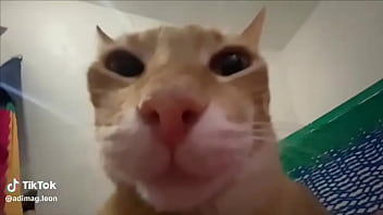 Ayuda a llegar a los 100 seguidores