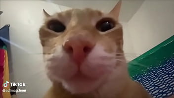 Ayuda a llegar a los 100 seguidores