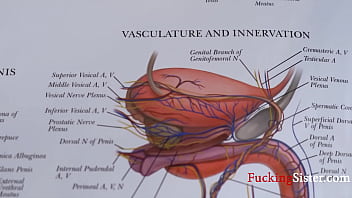 Teaching step sis everything about reproductive system Teaching step sis everything about reproductive system