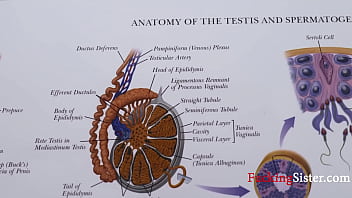 Teaching step sis everything about reproductive system