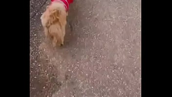 Early morning road walk with mah baby dogie