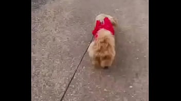 Early morning road walk with mah baby dogie