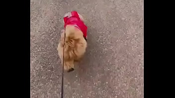 Early morning road walk with mah baby dogie