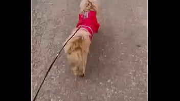 Early morning road walk with mah baby dogie