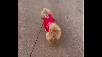 Early morning road walk with mah baby dogie